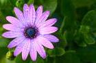purple flower - purple flower , mother nature