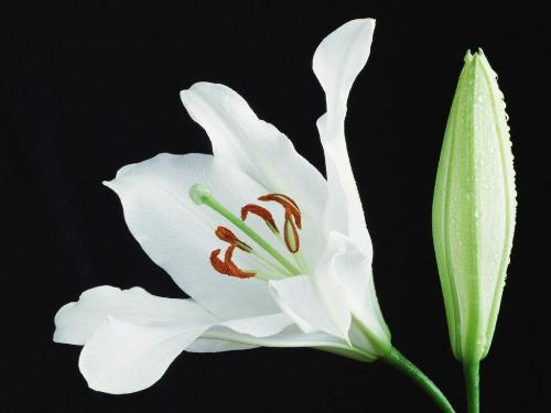 still lily - Still a beautiful lily