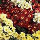 Polyanthus - A variety of colours, polyanthus..
