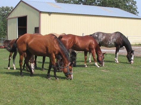 My 'lawn ornaments' - The six horses I owned a couple of years ago. I sure miss that life ...