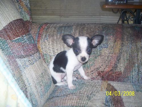 my new puppy. - My new full blooded chihuahua. Her name is Panda for obvious reason. 