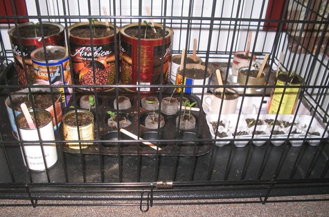 Seedlings - I've got cucumber, tomato, sugar snap pea, bean, brussel sprouts and flowers started here.