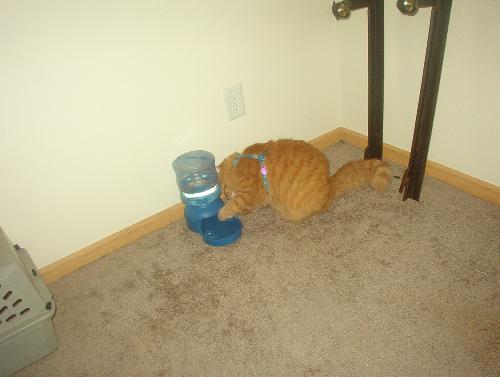 Tigger reaching a paw in.. - ..to make the water come down into the bowl some more. 