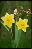 daffidols - means it's spring time again! Yippee!!