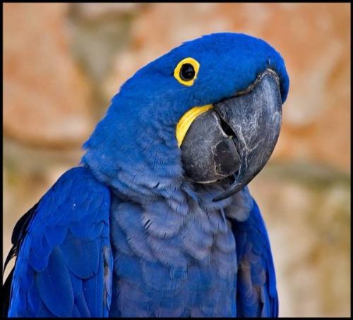 parrot - blue parrot