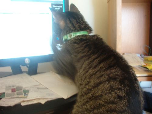 Simba hogging the screen - He just won't stop making a pest of himself till I feed him again. Only feed him a small handful every few hours so he can't gorge himself.