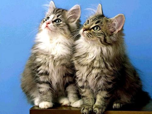 thinking - they are thinking