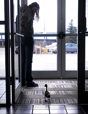 Woman & Pet duck - This is the woman who mis taking her pet duck to a job interview