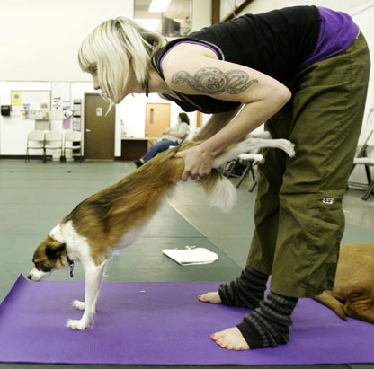 Dog and Owner doing Yoga  - image of dog and an owner doing a yoga exercise