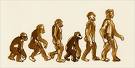 Human - Human beings evolution