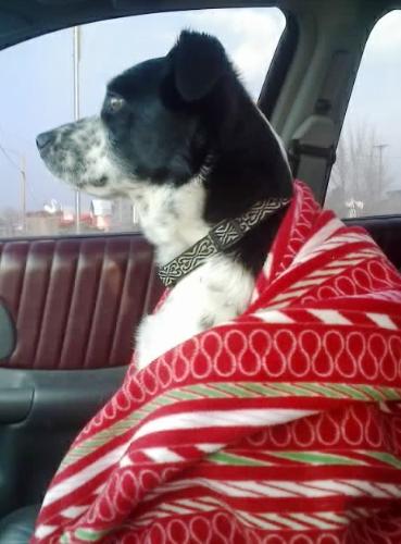 Wet doggy... - I accidentally left my puppy outside on his chain while i ran some errands the other day....and i totally spaced out that he was still outside when it started raining. I raced home to find him outside totally content just chilling in the rain. so i wrapped him up in a blankey and we drove around for awhile while he warmed up. is he spoiled or is he spoiled? Lol