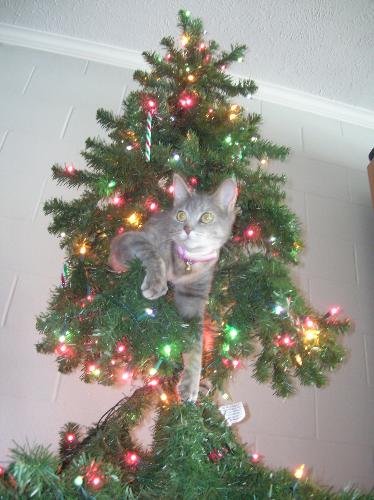 my cats, barnes and noble, yellow and grey, furry  - my cats, barnes and noble, yellow and grey, furry felines, furry friends