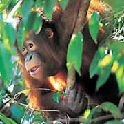 Borneo forest - The remaining Borneo rainforest is the only natural habitat for the endangered Bornean Orangutan. It is also an important refuge for many endemic forest species, and the Asian Elephant, the Sumatran Rhinoceros and the Bornean Clouded Leopard. Borneo forest - The remaining Borneo rainforest is the only natural habitat for the endangered Bornean Orangutan. It is also an important refuge for many endemic forest species, and the Asian Elephant, the Sumatran Rhinoceros and the Bornean Clouded Leopard.