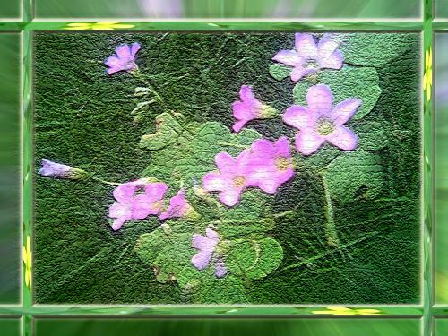 Oxalis bombing - whisper is Patriotism