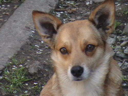 charley - this is my aunt's dog...that died:((