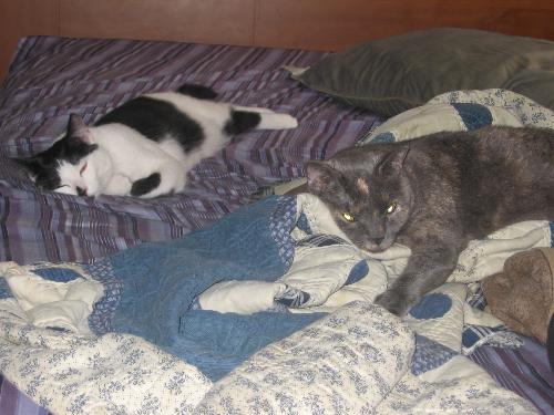 Grey Cat and Little Bit - These are my two cats Ashley and Carlye as they lounge on my bed. Spoiled Cats!