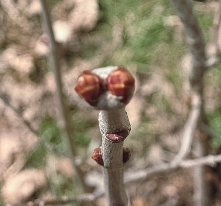 My Lilac Bush - It's starting it's budding. This is the 2nd year for it and I hope to have flowers this time around. My Lilac Bush - It's starting it's budding. This is the 2nd year for it and I hope to have flowers this time around.