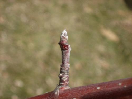 HoneyCrisp Apple Tree Bud - Both my apple trees have buds on them now. April 2008 HoneyCrisp Apple Tree Bud - Both my apple trees have buds on them now. April 2008
