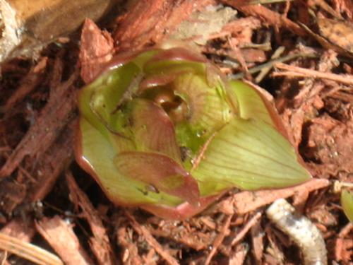 Asiatic lily - One of many of my Lilies budding Asiatic lily - One of many of my Lilies budding