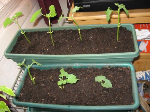 Green Beans - Transplanted into flower boxes