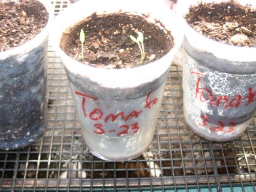 Tomato Seedlings - Here's one of many cups of tomatoes I started indoors