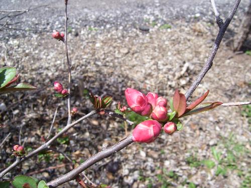 Flowering Quince - Sometimes this produces fruit, but I have not done anything from it, and I do not know anyone who does. I will check out recipes this year.