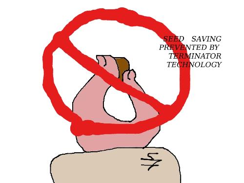 Terminator Seeds - Terminator Seeds by Monsanto will possibly put an end to seed sharing and saving by Earth's farmers.