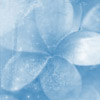 Pretty Flower - One of the pretty blue flowers.