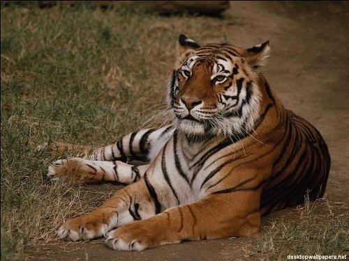 My favorite pet  - Call me ferocious.