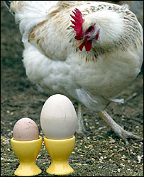 egg or chiken - which comes first