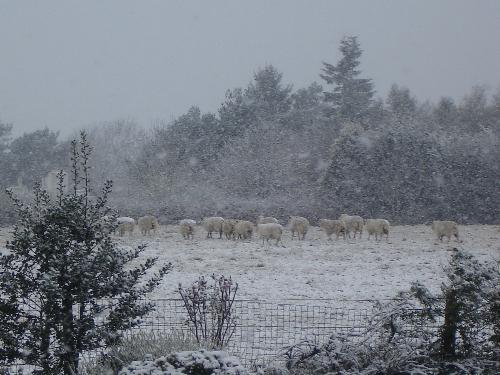Sheep Huddled Together In The Field 06-04-08 - The sheep, huddled together in the field, waiting to be taken to the barn, out of the snow. April 6th, 2008. Sheep Huddled Together In The Field 06-04-08 - The sheep, huddled together in the field, waiting to be taken to the barn, out of the snow. April 6th, 2008.