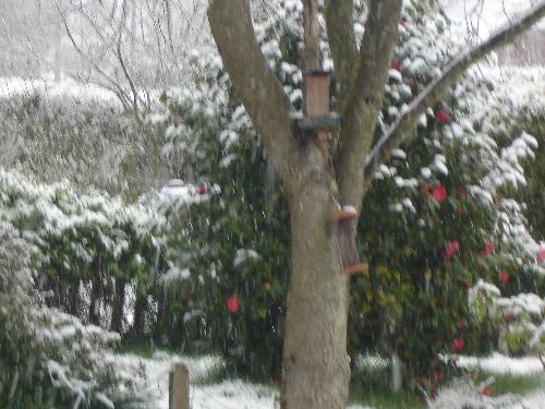 Flowering Camellia In The Snow - A flowering Camellia in the snow. 6th April 2008