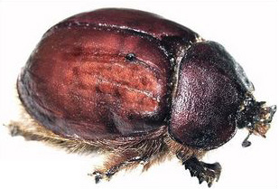 beetle juice anyone? - these beetles are ground up and used as a red dye, not just for woven fibers but for food coloring!!! the names given on labels may be carmine, crimson, or cochoneal. they can cause an allergic reaction in people that consume them.  p-uke!