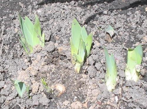 Daylilies Coming Up -  Daylilies that I've moved around my yard. Can't wait to see what color they are!