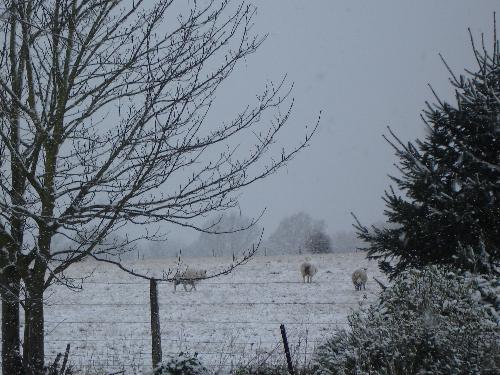 Three Sheep in The Snow - Three sheep in the back field, during snowfall. April 6th, 2008.