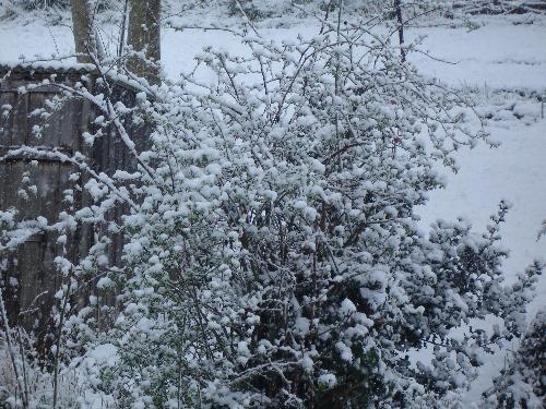 April Snow in The Garden - Snow in the garden.. April 6th 2008.