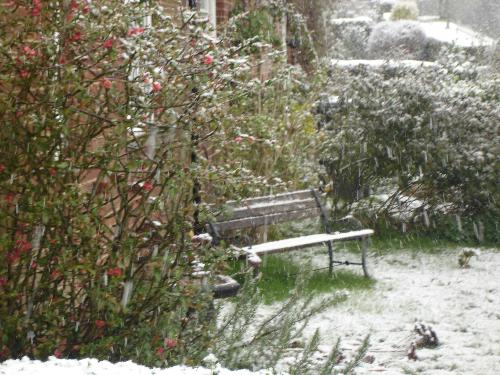 Japonica Blossom and Bench in Snow - Next door neighbour's bench and Japonica blossom in the April Snow... 6/4/08