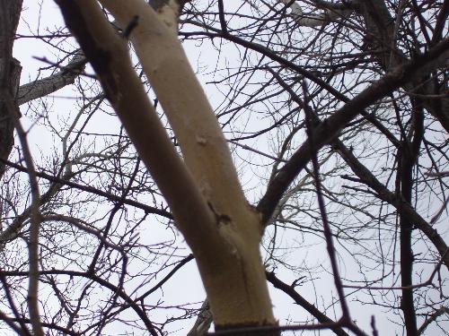 Tree limb early March 08 - We went to the lake to look for eagles. We found dried seed pods, rough winter weather on the water, and signs of beaver, deer, and porcupine chewing off bark from young trees. This is about eight feet up, and had to have been a porcupine.
