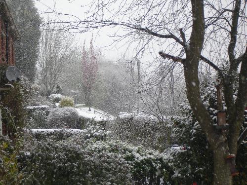 Snowy April Morning - A snowy April morning in my garden... 6/4/08.