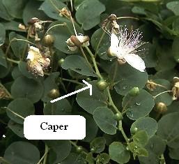 capers - fresh capers