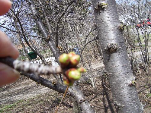 Flower buds on my volunteer peach tree - I have lots of fruit bearing trees and shrubs in my yard. This peach grew from the pit of a peach from a previous tree. Flower buds on my volunteer peach tree - I have lots of fruit bearing trees and shrubs in my yard. This peach grew from the pit of a peach from a previous tree.