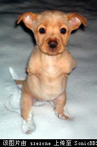 faith - Stand by teo legs&#039; dog
