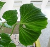 Right for Munching - The Sweet Potato leaves on the right are too big, in my estimation to be enjoyed raw, unless chopped finely and added to a salad, although they would cook up nicely. the ones to the left I would eat whole. Mmmmmmm. They are grown indoors with no insecticides, of course.
