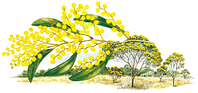 Wattle - This is what the Wattle Flower looks like. Some people get hayfever from it.