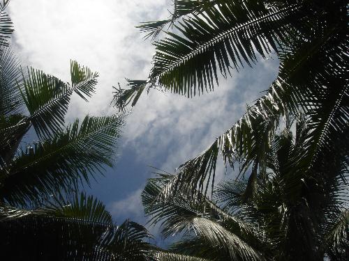 trees - a view from under the palm trees on a tropical beach