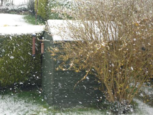 Snow on The Shed Roof - Snow on my downstairs neighbour's shed roof. April 6th 2008.