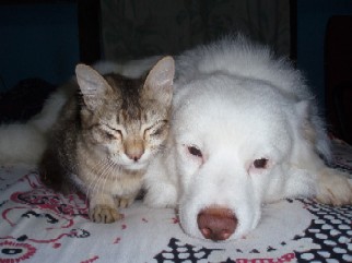 dog and cat - a dog and a cat sleeping together!!