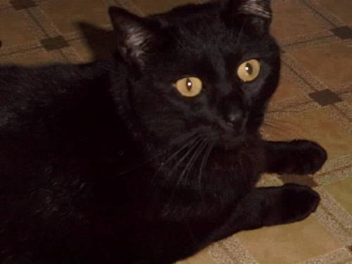 Boo - This is my cat Boo, who died at the age of 14 on December 23, 2006. I was very special and a long-time friend. I will always miss him.