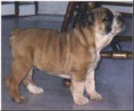 Osito - My husband loves English Bulldogs. This is his dog, Osito, as a puppy.
