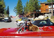 Bear in the Car - Tahoe - Bear in the Car - Tahoe This yearling bear cub clambered into this car and ate the pizza the driver had just picked up!